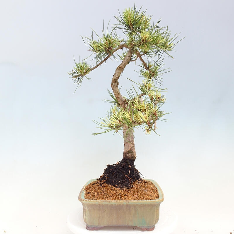 Outdoor bonsai - Pinus Sylvestris Watererri - Forest pine