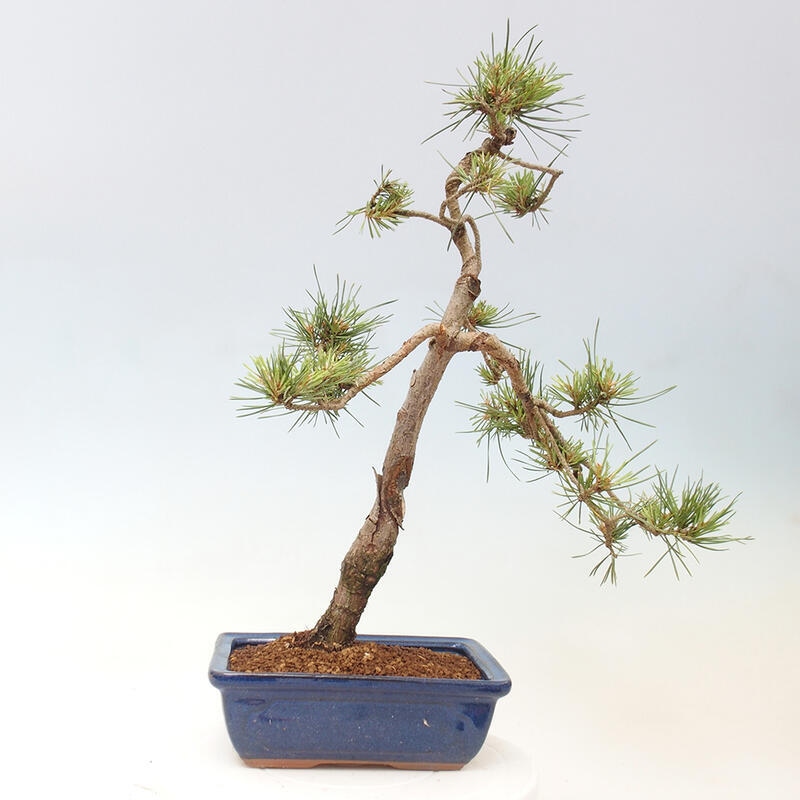 Outdoor bonsai - Pinus Sylvestris - Scots pine