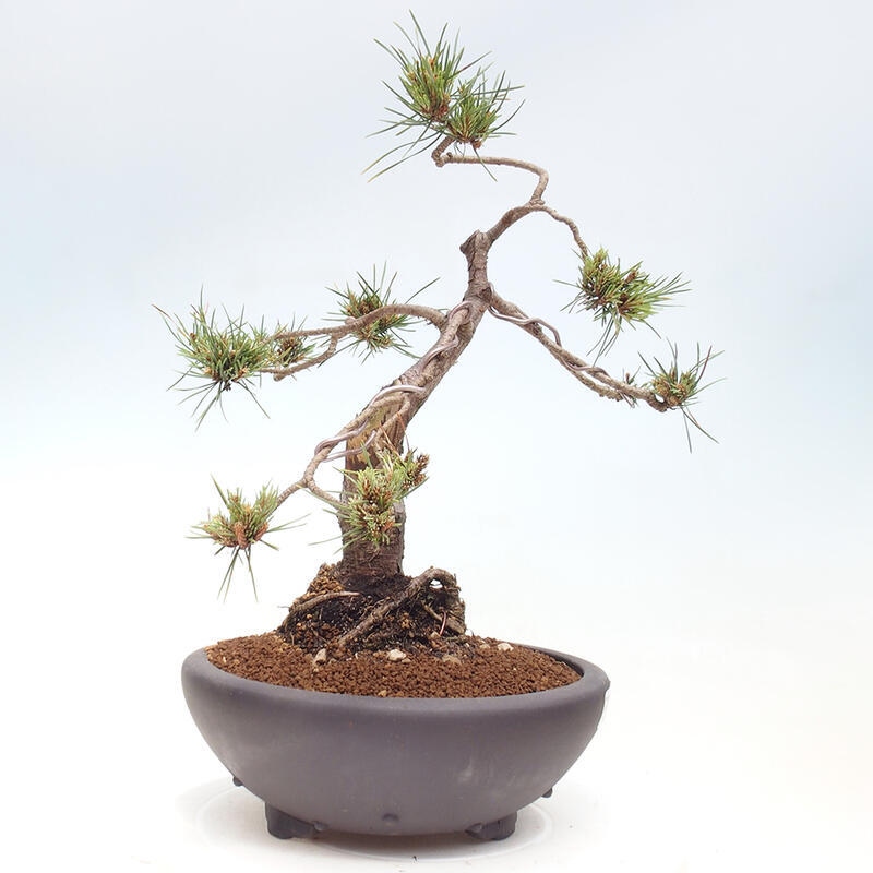 Outdoor bonsai - Pinus Sylvestris - Scots pine