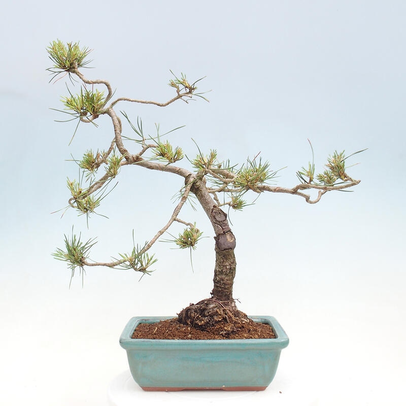 Outdoor bonsai - Pinus Sylvestris - Scots pine