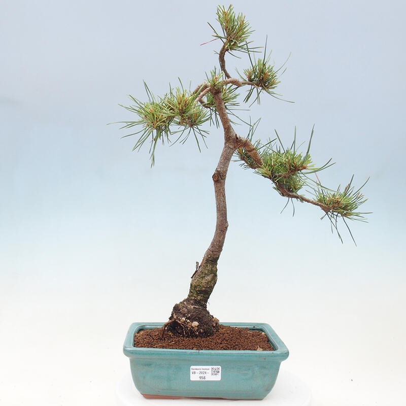 Outdoor bonsai - Pinus Sylvestris - Scots pine