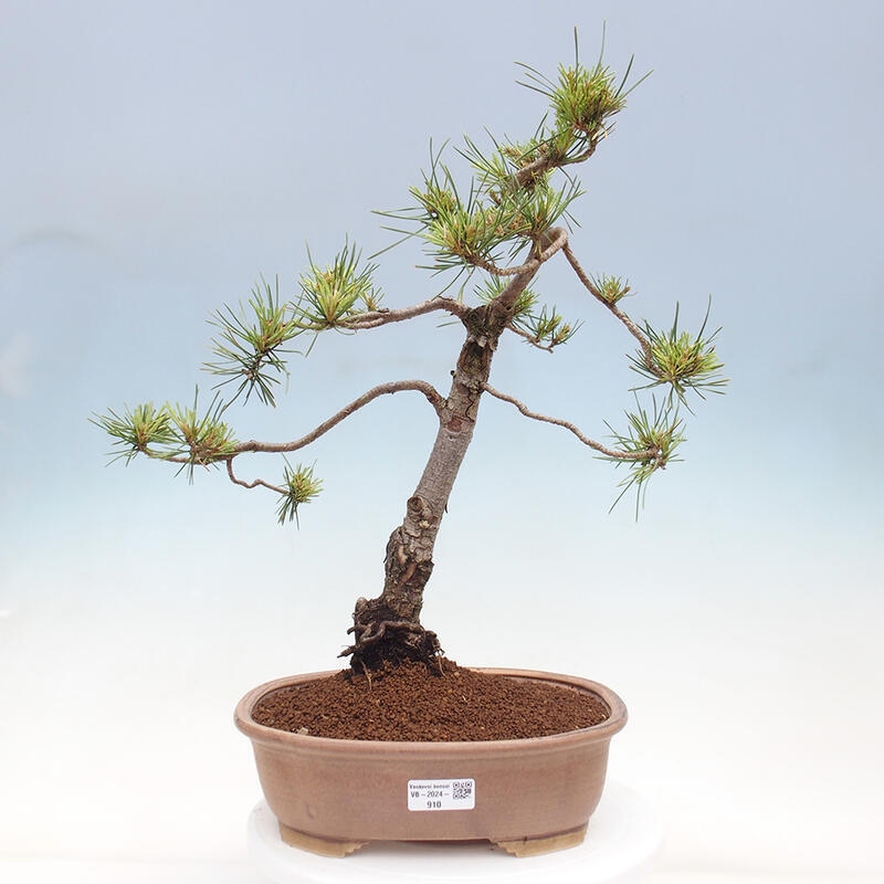 Outdoor bonsai - Pinus Sylvestris - Scots pine