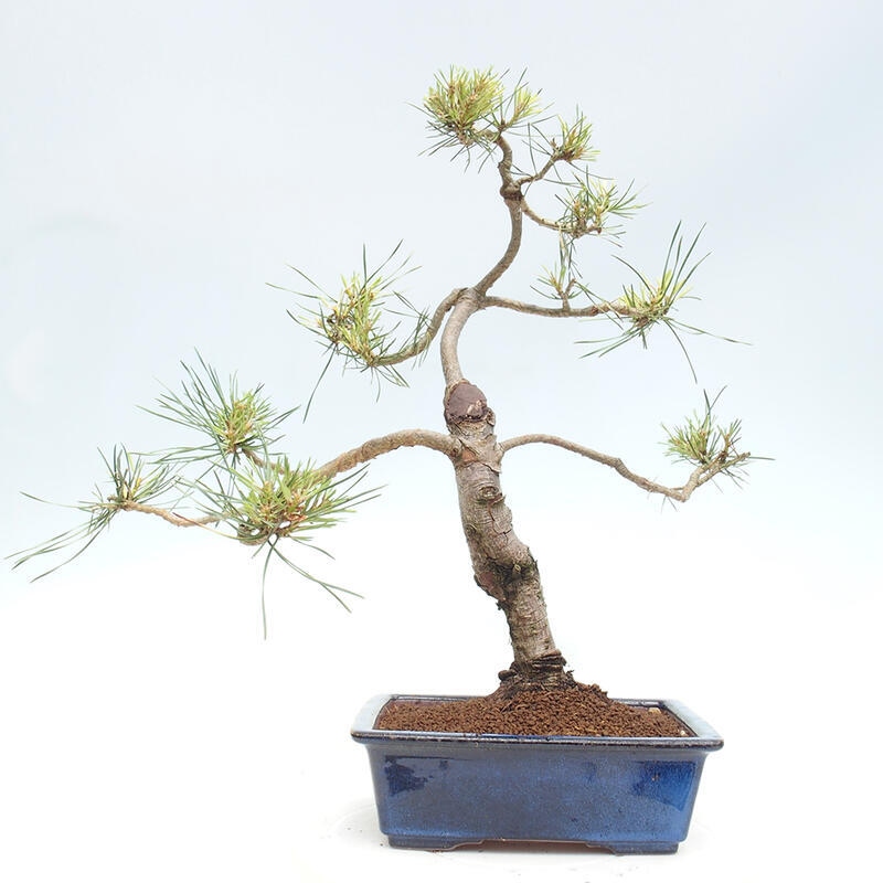 Outdoor bonsai - Pinus Sylvestris - Scots pine