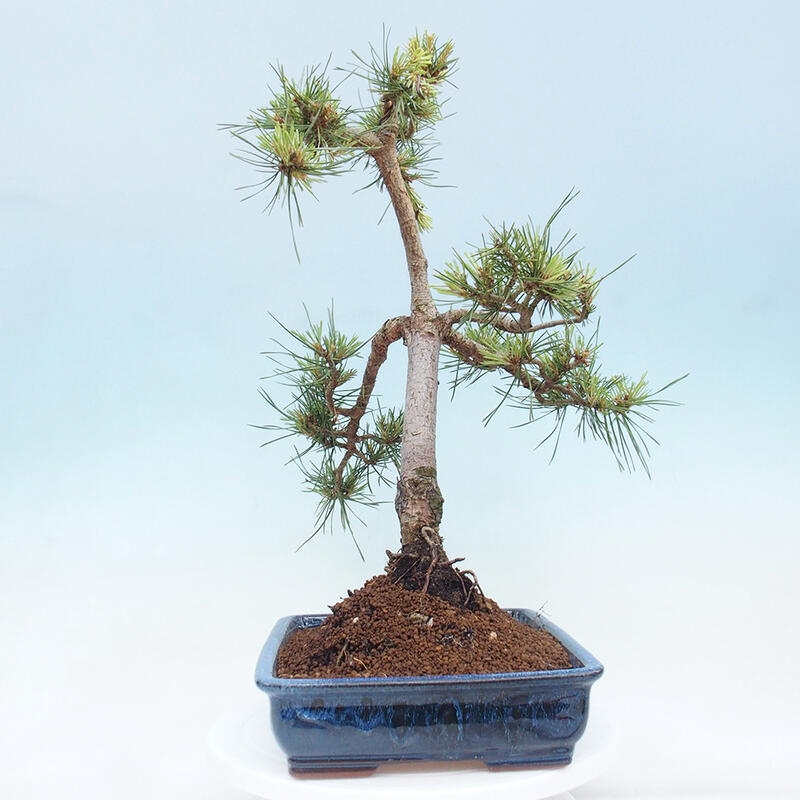 Outdoor bonsai - Pinus Sylvestris - Scots pine