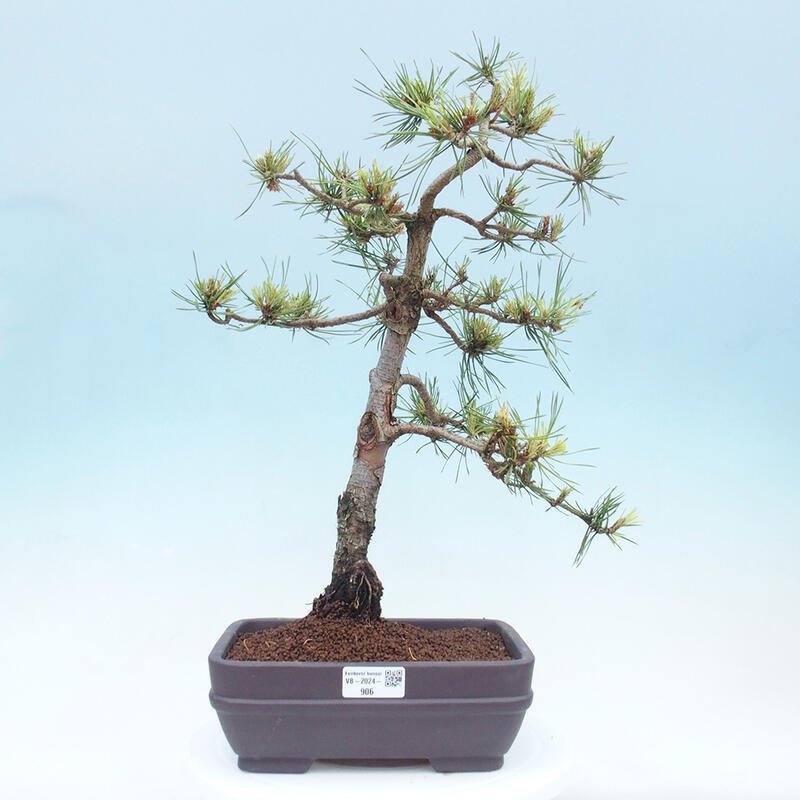 Outdoor bonsai - Pinus Sylvestris - Scots pine