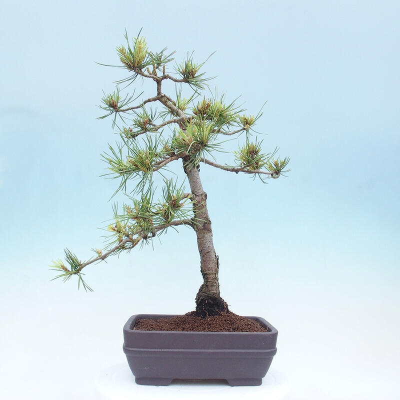 Outdoor bonsai - Pinus Sylvestris - Scots pine