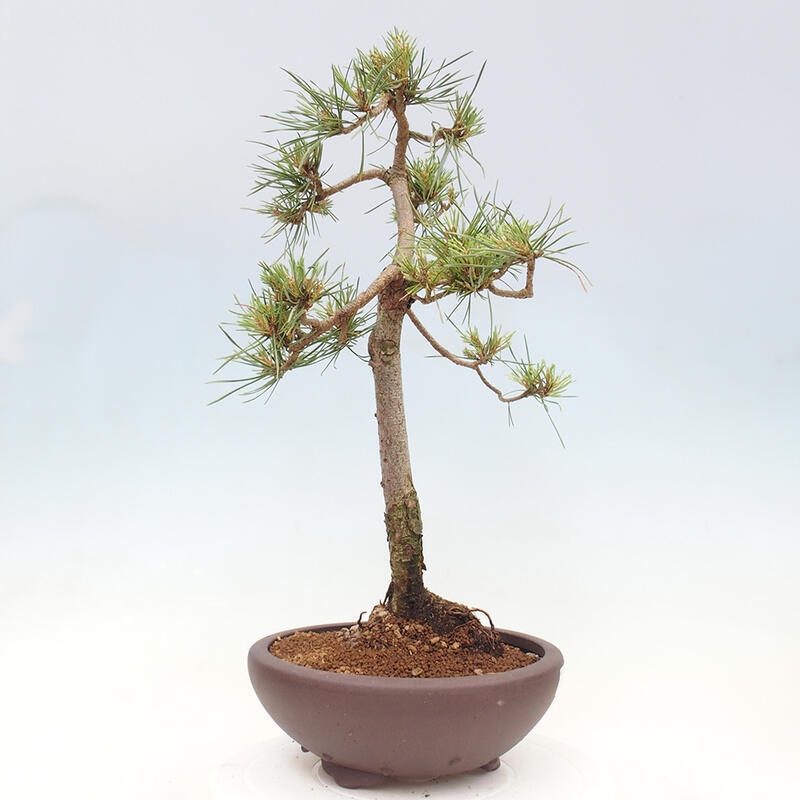 Outdoor bonsai - Pinus Sylvestris - Scots pine