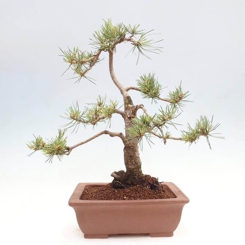 Outdoor bonsai - Pinus Sylvestris - Scots pine