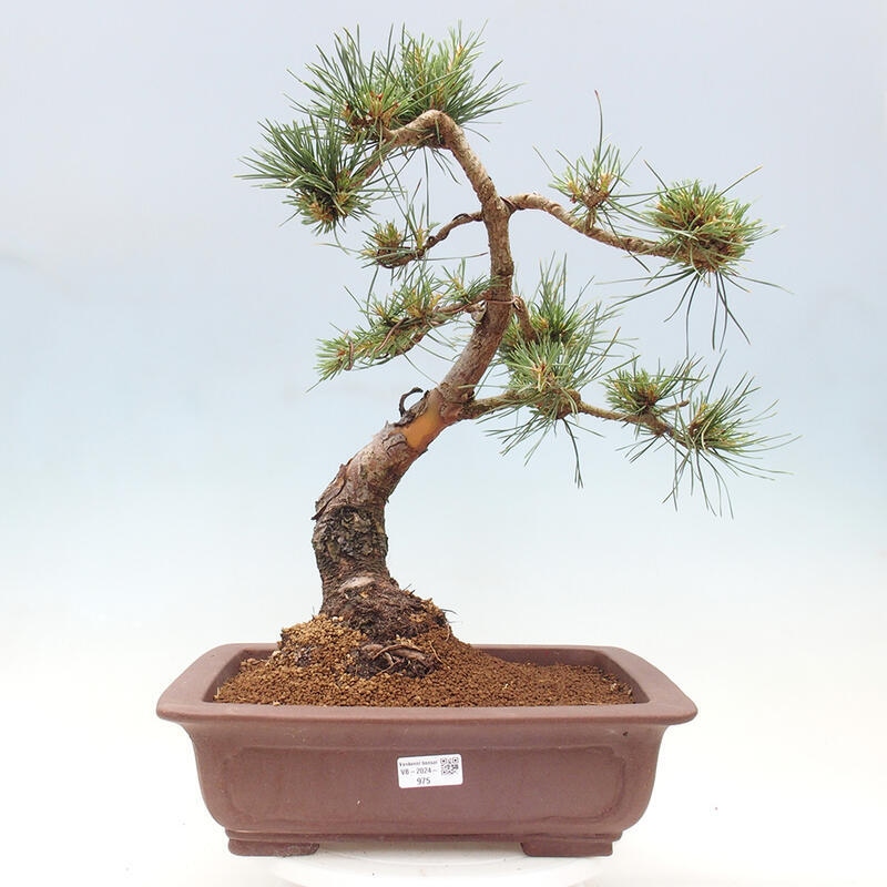 Outdoor bonsai - Pinus Sylvestris - Scots pine