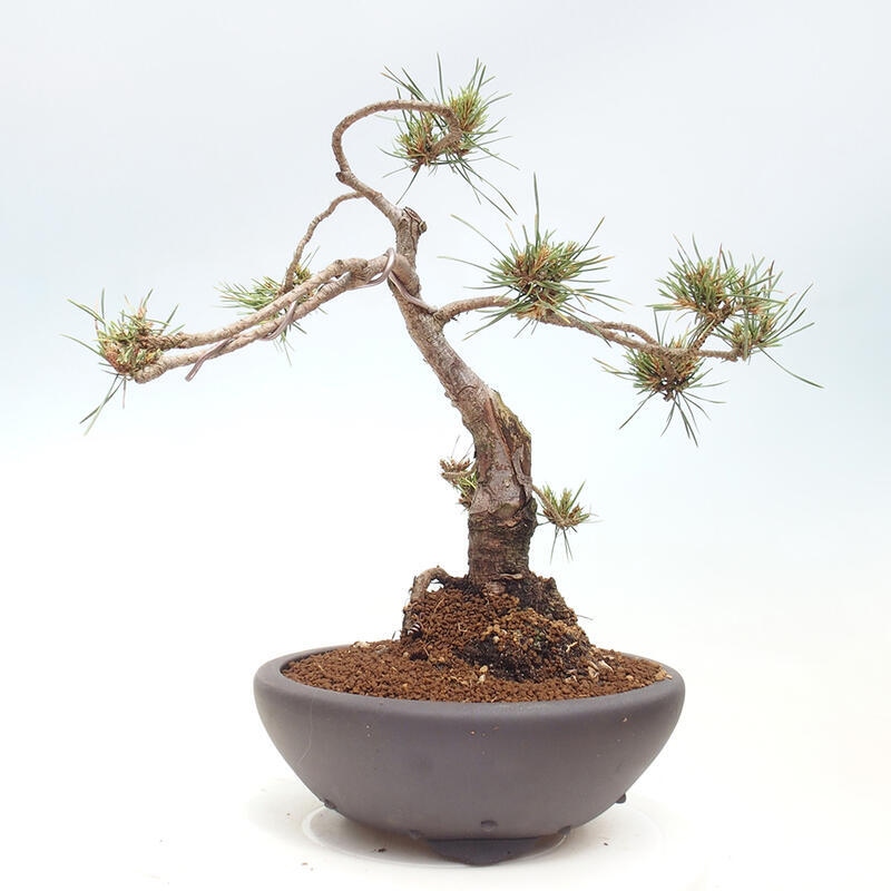 Outdoor bonsai - Pinus Sylvestris - Scots pine