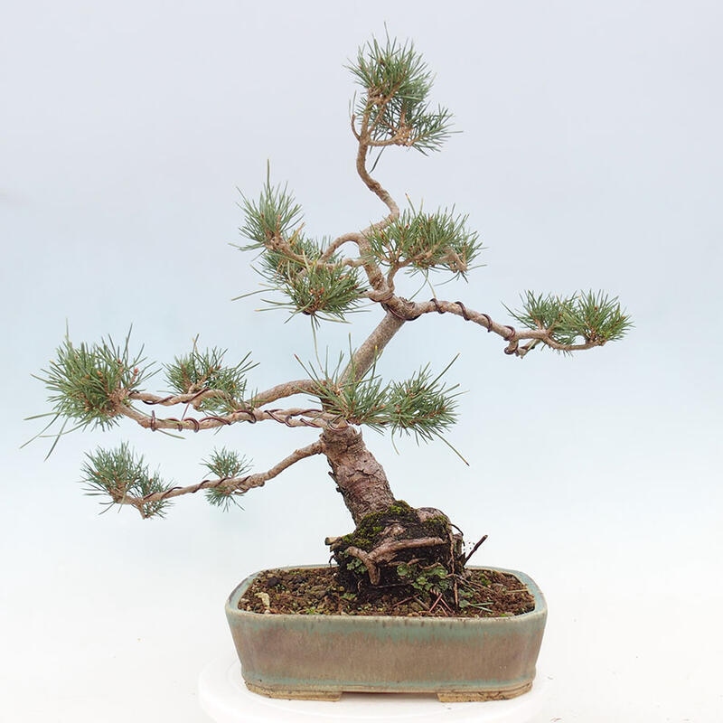 Outdoor bonsai - Pinus Sylvestris - Scots pine