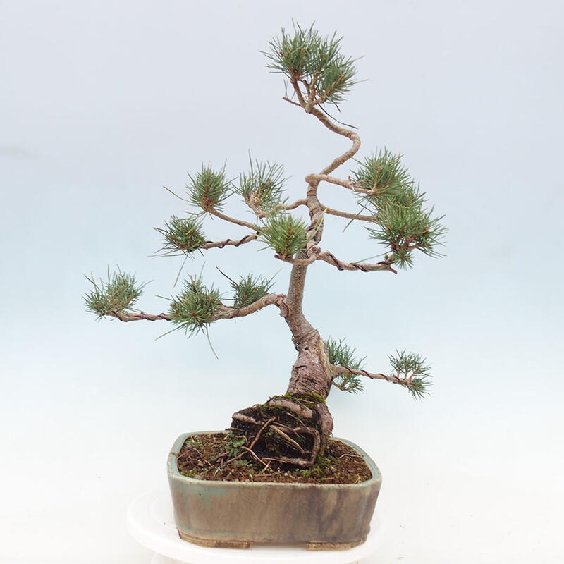 Outdoor bonsai - Pinus Sylvestris - Scots pine