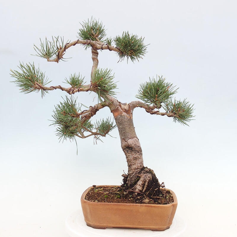 Outdoor bonsai - Pinus Sylvestris - Scots pine