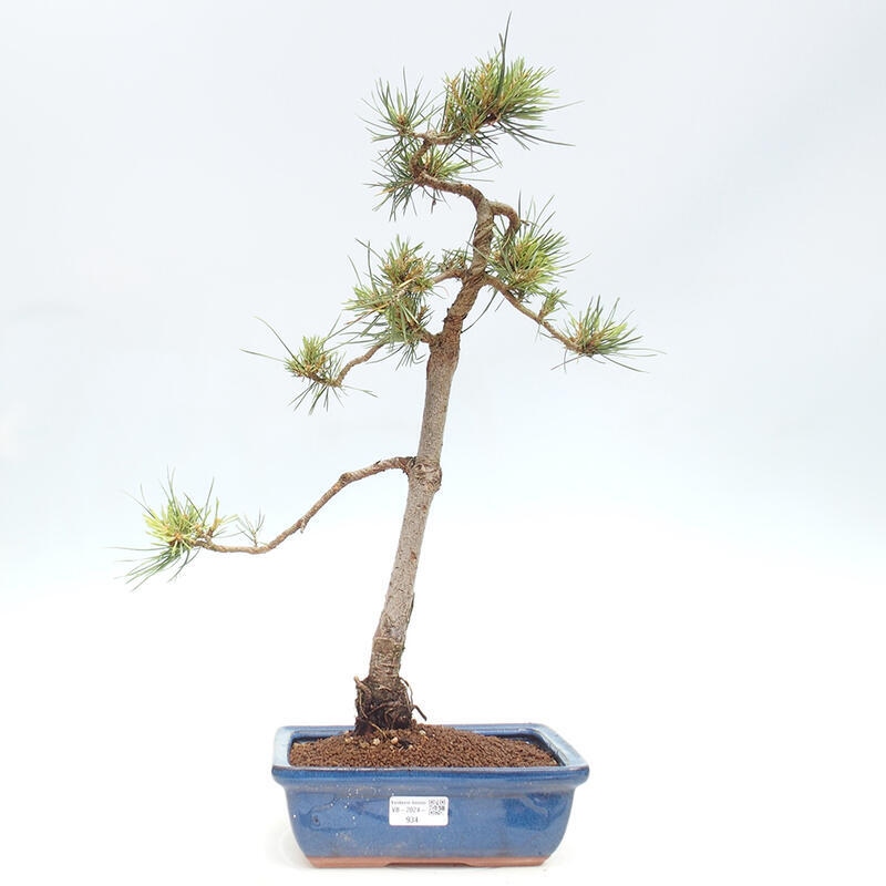 Outdoor bonsai - Pinus Sylvestris - Scots pine