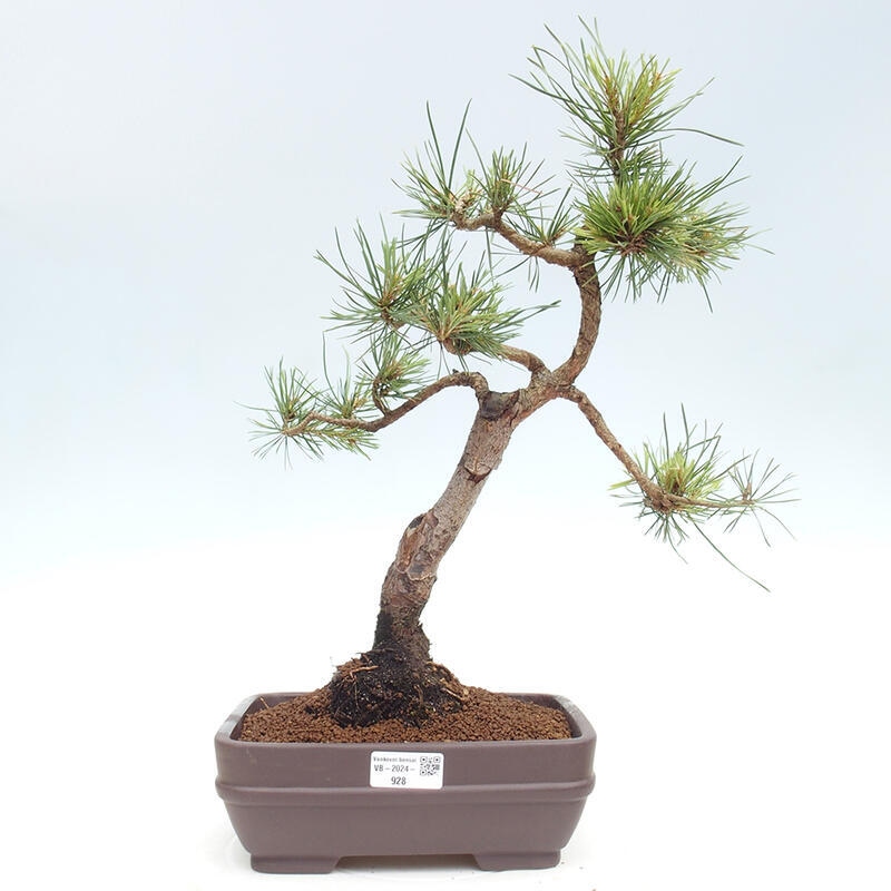 Outdoor bonsai - Pinus Sylvestris - Scots pine