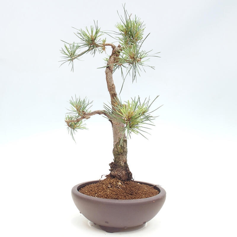 Outdoor bonsai - Pinus Sylvestris - Scots pine