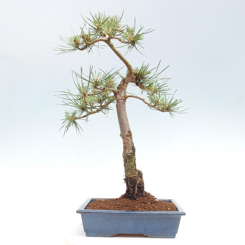 Outdoor bonsai - Pinus Sylvestris - Scots pine