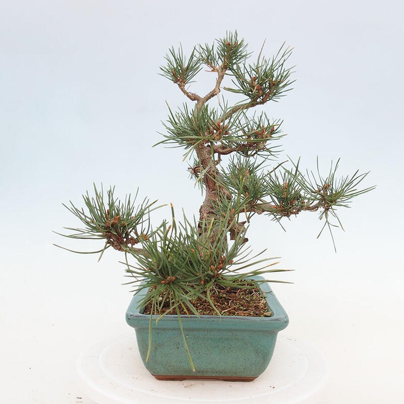 Outdoor bonsai - Pinus Sylvestris - Scots pine