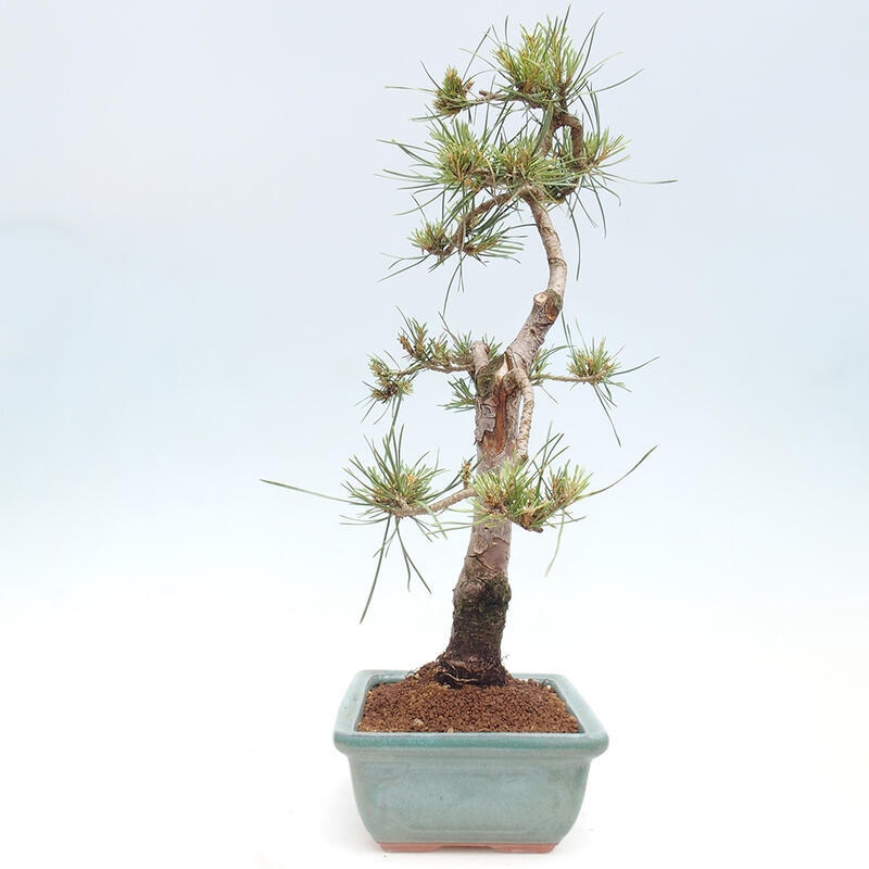 Outdoor bonsai - Pinus Sylvestris - Scots pine