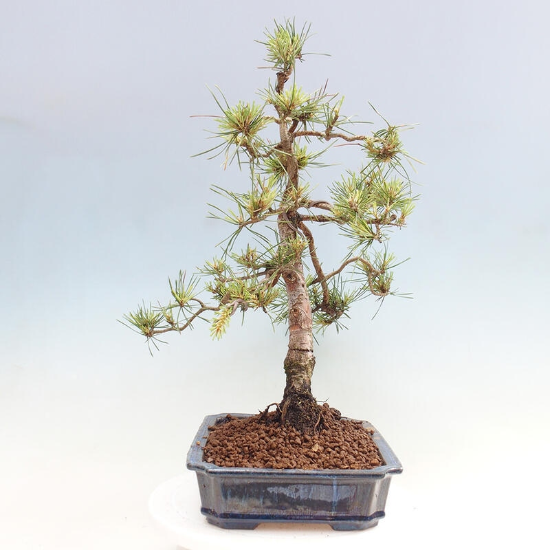 Outdoor bonsai - Pinus Sylvestris - Scots pine