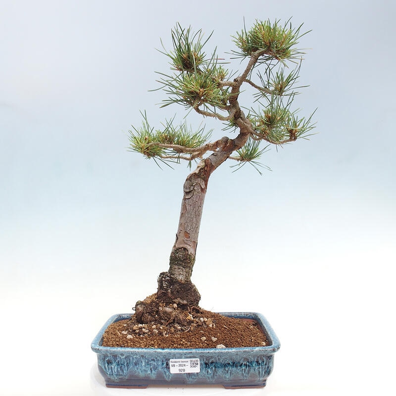 Outdoor bonsai - Pinus Sylvestris - Scots pine