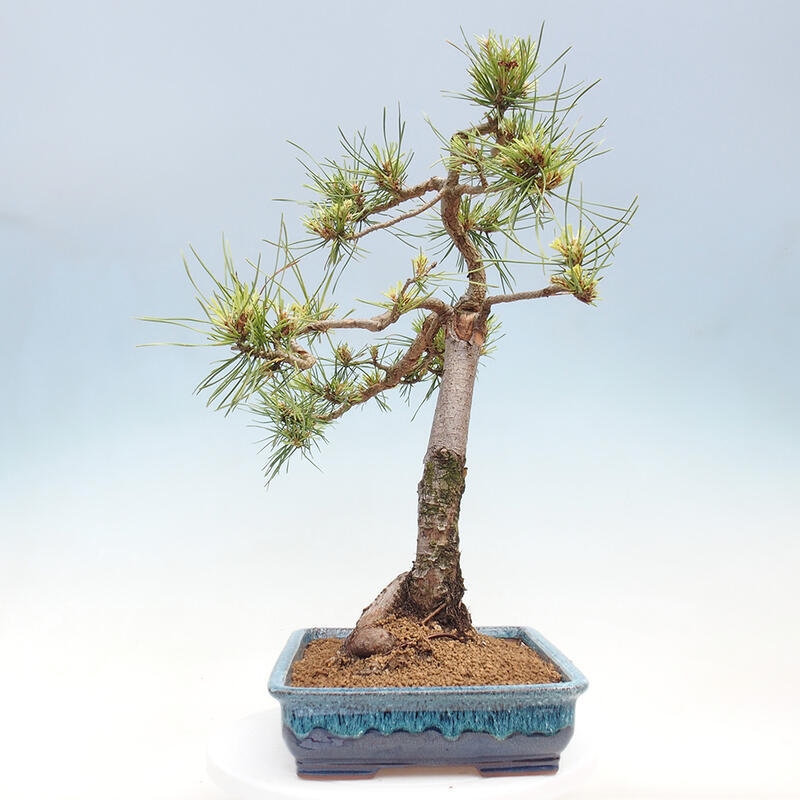 Outdoor bonsai - Pinus Sylvestris - Scots pine