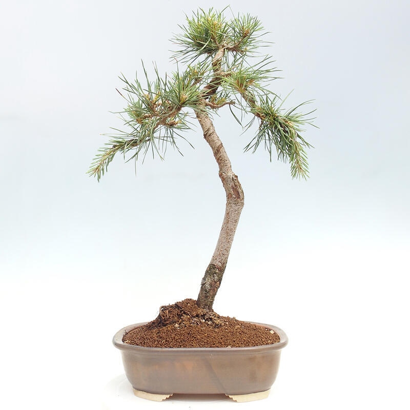 Outdoor bonsai - Pinus Sylvestris - Scots pine