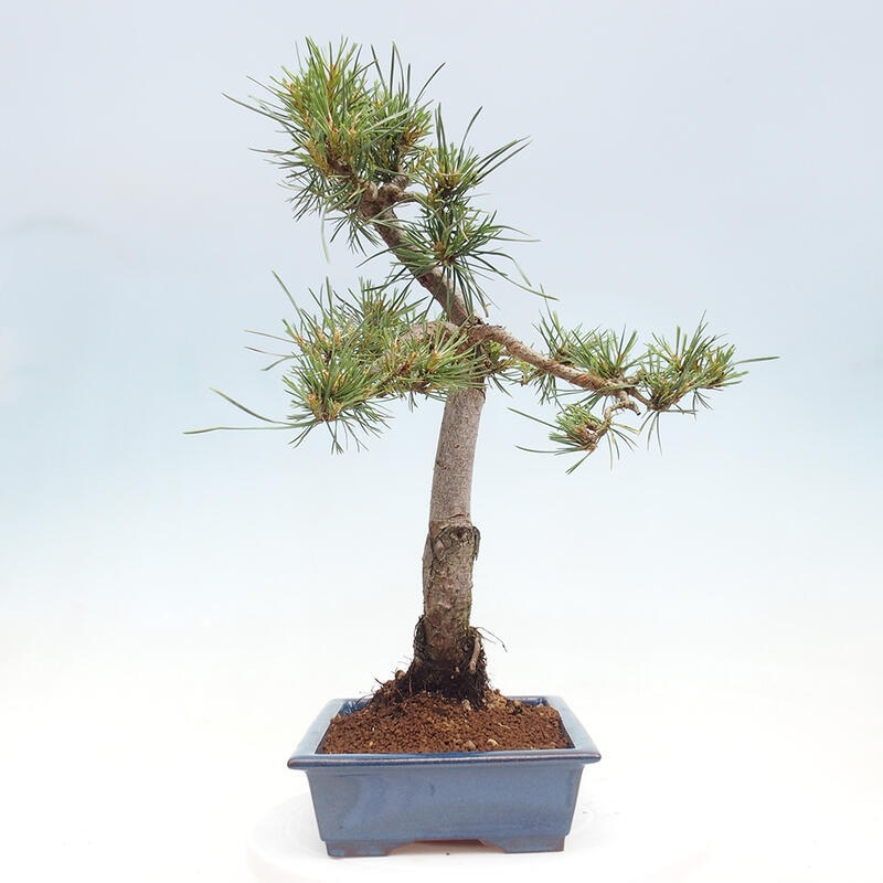 Outdoor bonsai - Pinus Sylvestris - Scots pine