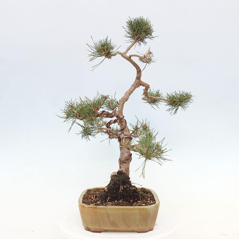 Outdoor bonsai - Pinus Sylvestris - Scots pine