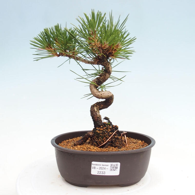 Outdoor bonsai - Pinus thunbergii - Thunbergia pine