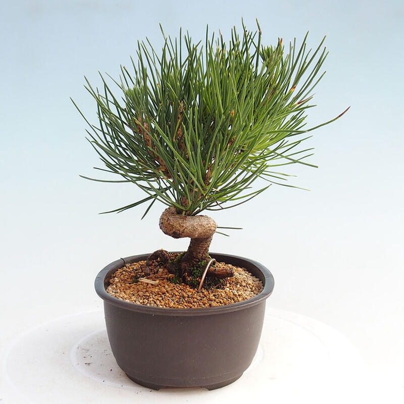 Outdoor bonsai - Pinus thunbergii - Thunbergia pine