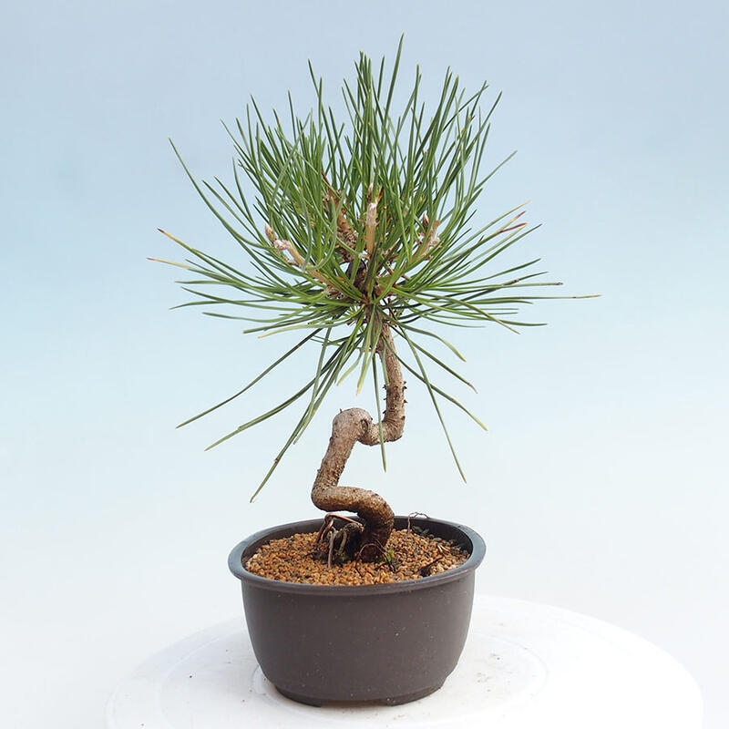 Outdoor bonsai - Pinus thunbergii - Thunbergia pine