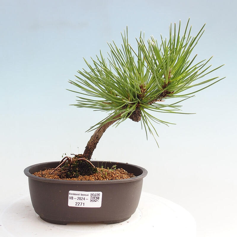 Outdoor bonsai - Pinus thunbergii - Thunbergia pine