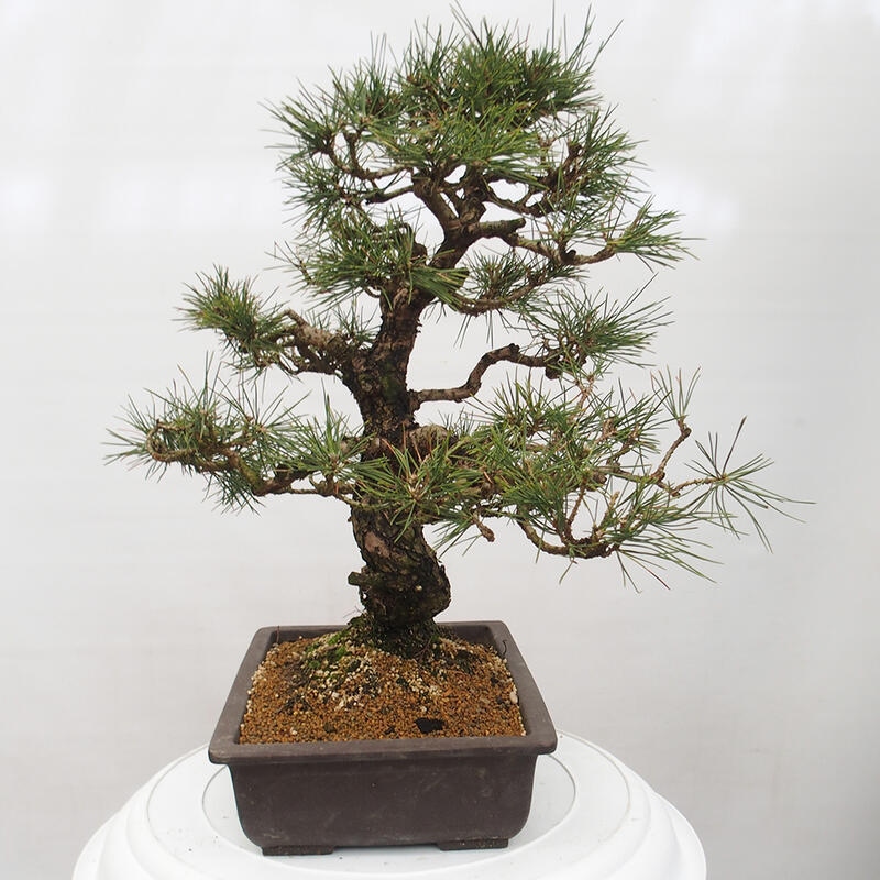 Outdoor bonsai - Pinus thunbergii - Thunberg pine