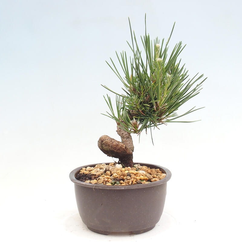 Outdoor bonsai - Pinus thunbergii - Thunbergia pine