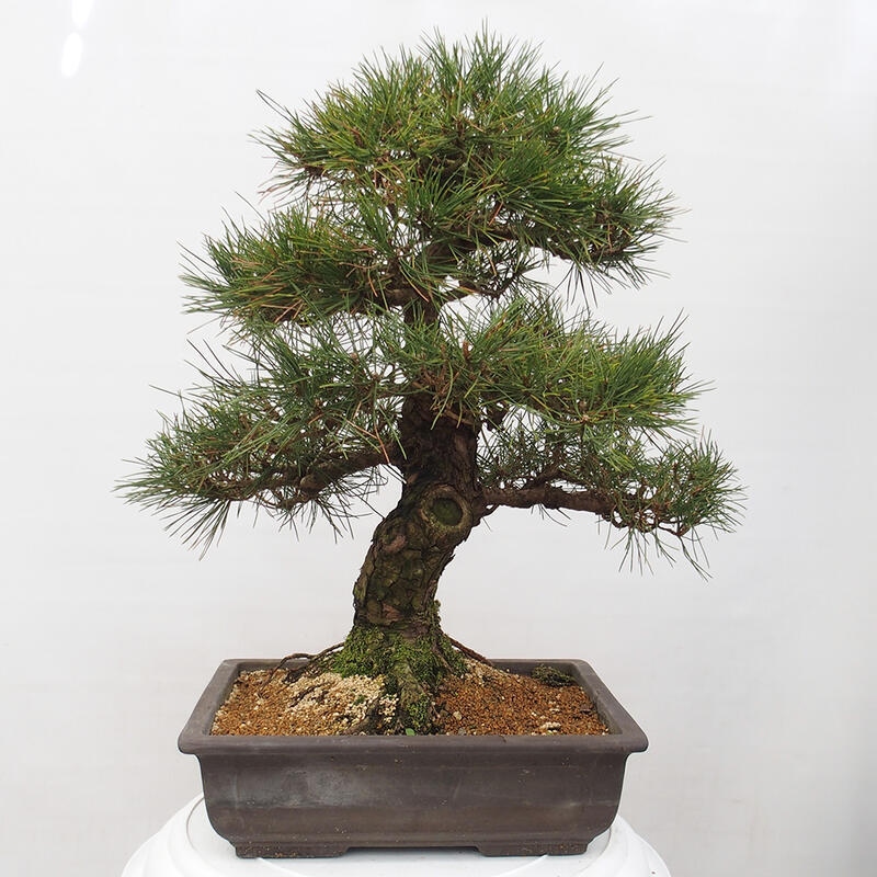 Outdoor bonsai - Pinus thunbergii - Thunberg pine