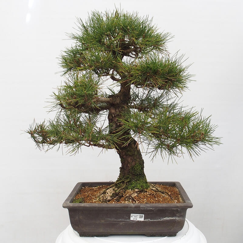 Outdoor bonsai - Pinus thunbergii - Thunberg pine