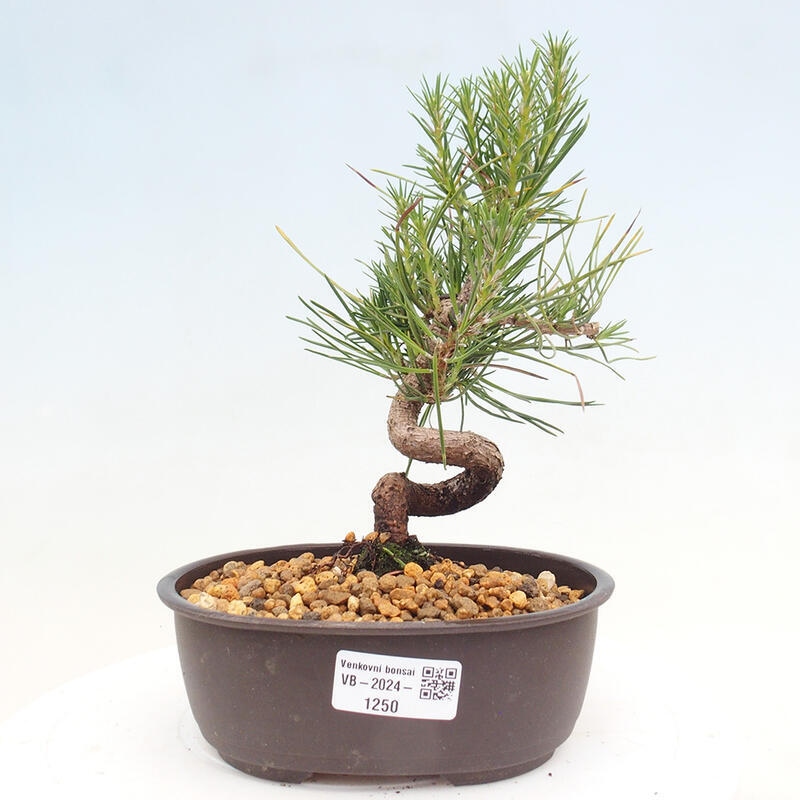 Outdoor bonsai - Pinus thunbergii - Thunbergia pine