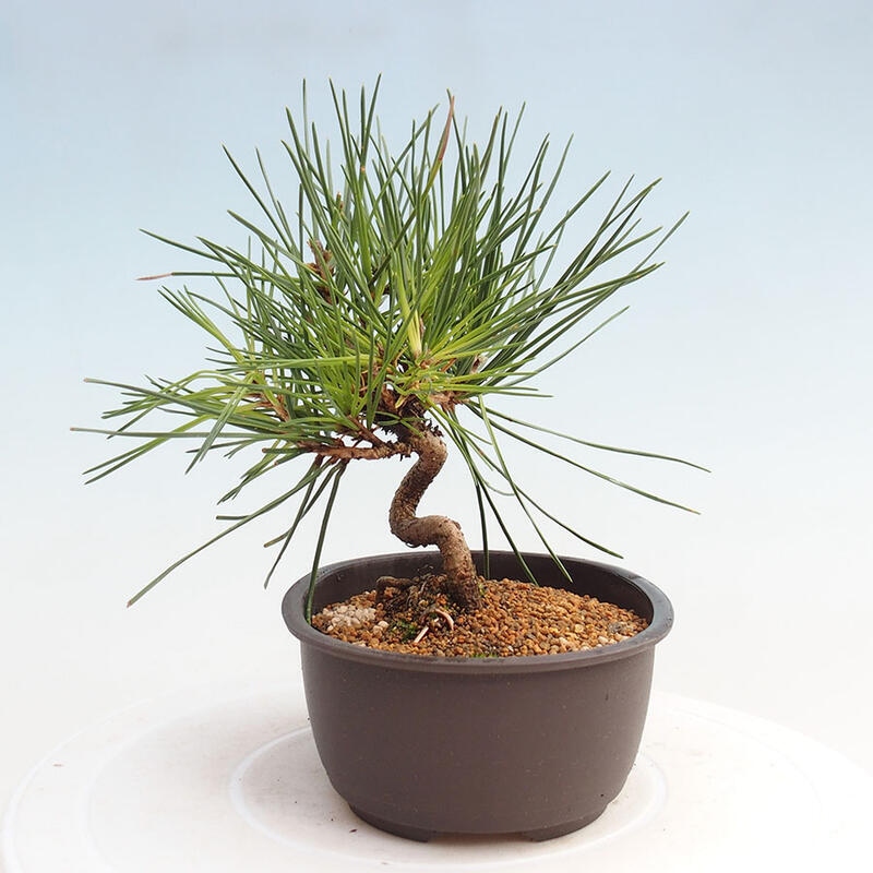 Outdoor bonsai - Pinus thunbergii - Thunbergia pine