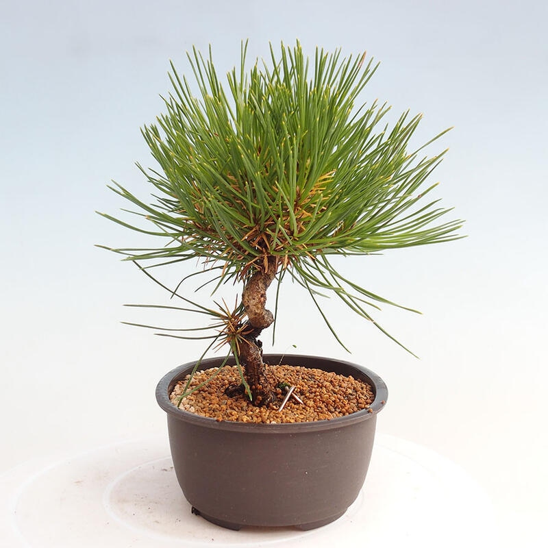 Outdoor bonsai - Pinus thunbergii - Thunbergia pine