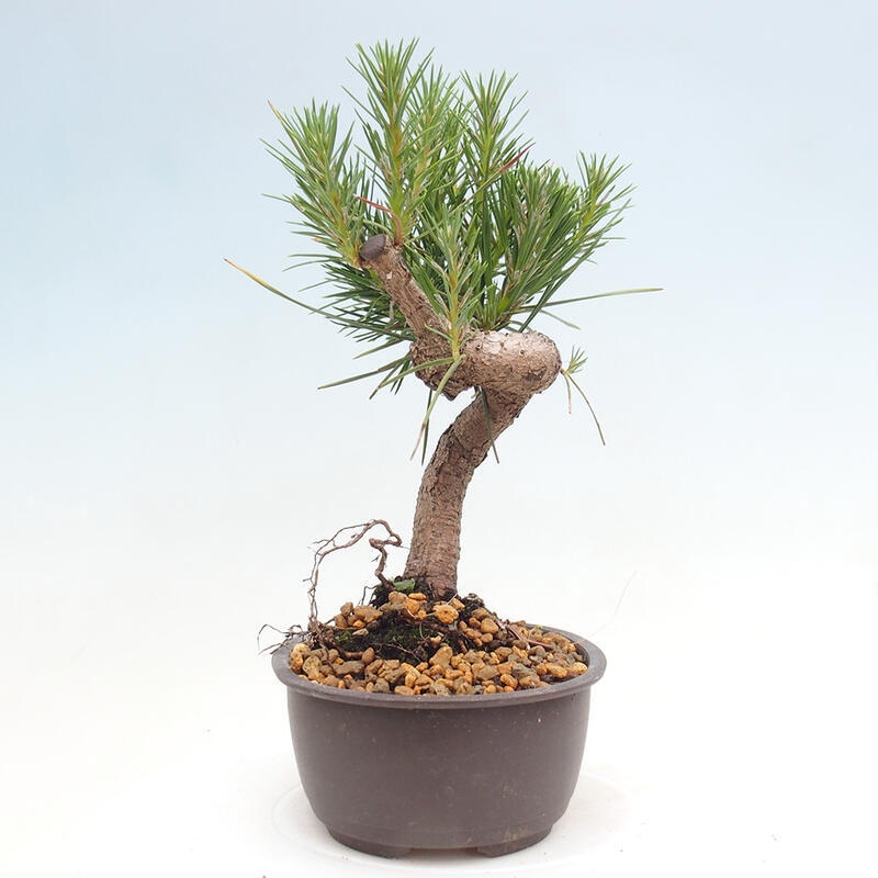 Outdoor bonsai - Pinus thunbergii - Thunbergia pine