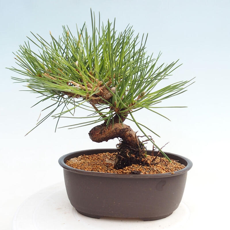 Outdoor bonsai - Pinus thunbergii - Thunbergia pine