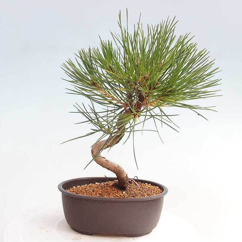 Outdoor bonsai - Pinus thunbergii - Thunbergia pine