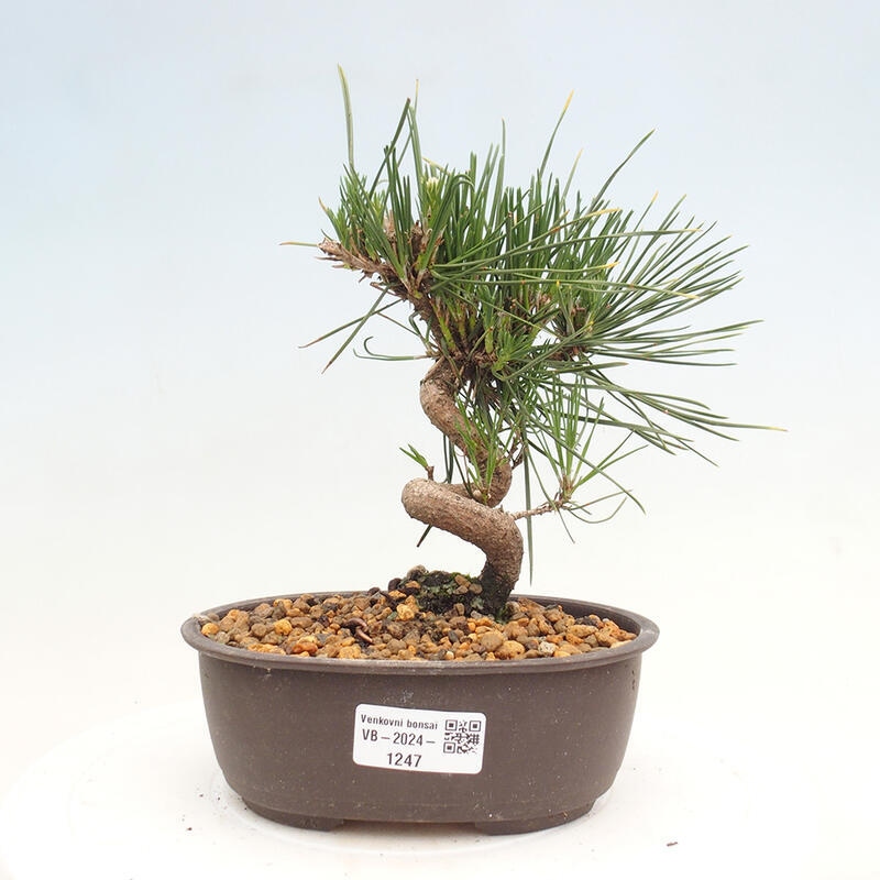 Outdoor bonsai - Pinus thunbergii - Thunbergia pine