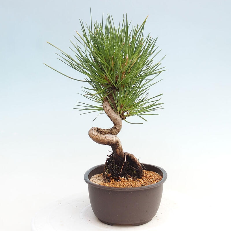 Outdoor bonsai - Pinus thunbergii - Thunbergia pine