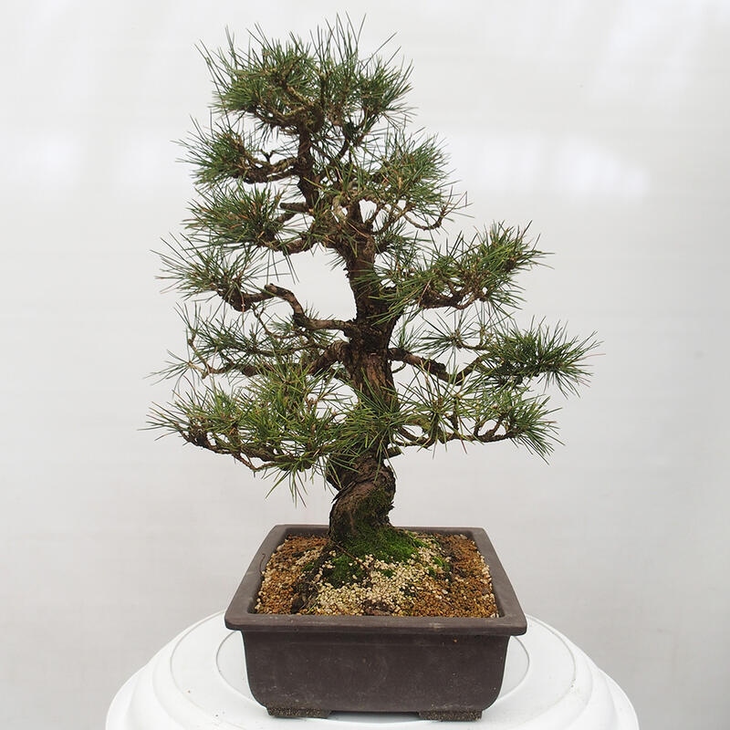 Outdoor bonsai - Pinus thunbergii - Thunberg pine