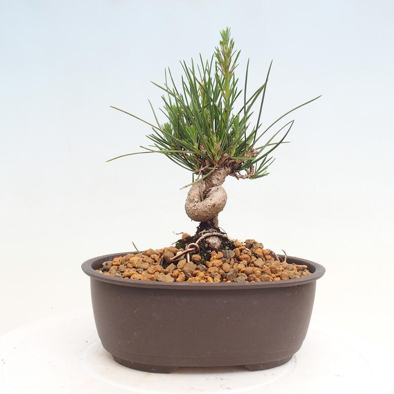 Outdoor bonsai - Pinus thunbergii - Thunbergia pine