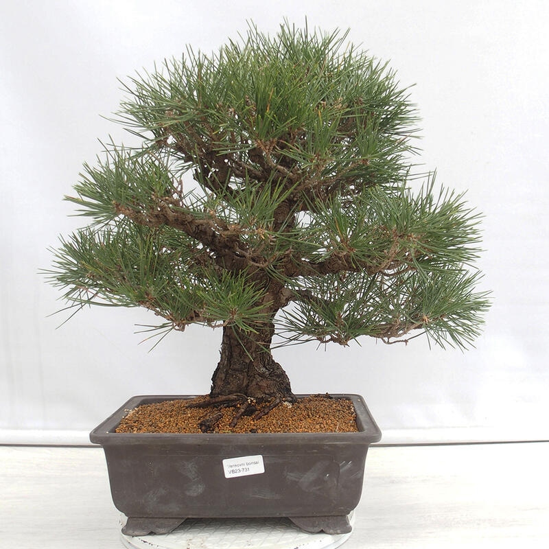 Outdoor bonsai - Pinus thunbergii - Thunberg pine