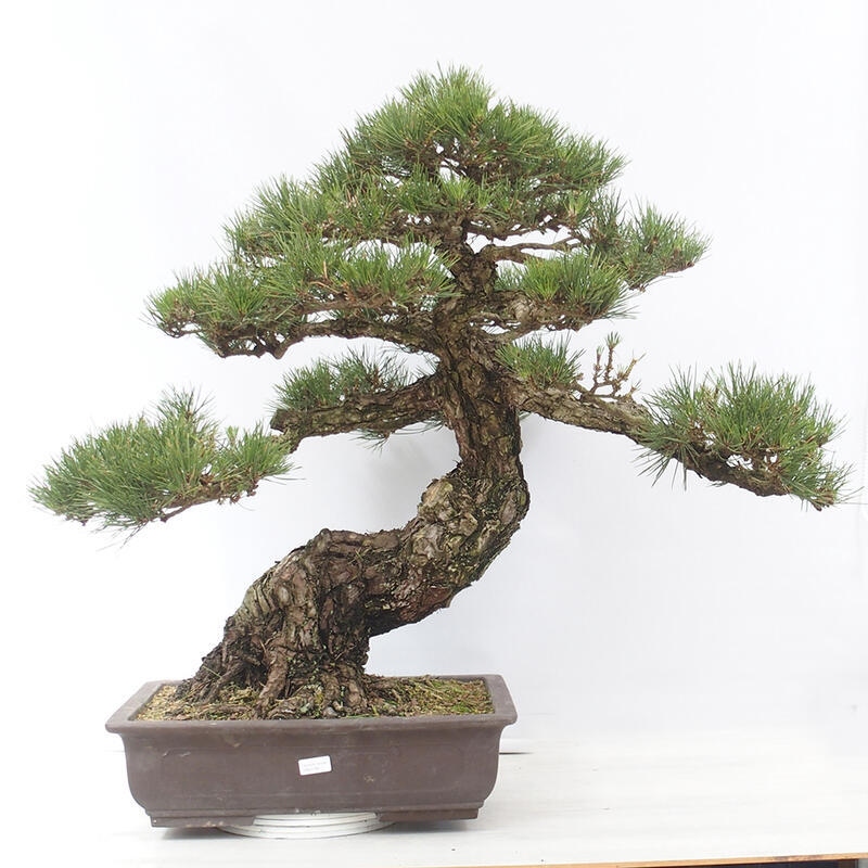 Outdoor bonsai - Pinus thunbergii - Thunberg pine