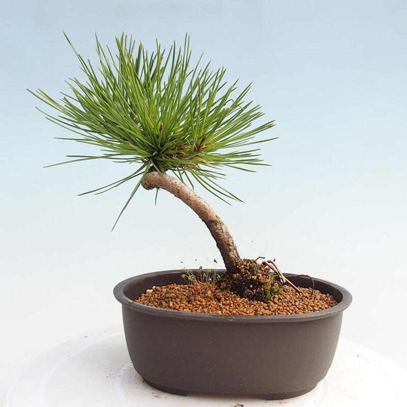 Outdoor bonsai - Pinus thunbergii - Thunbergia pine